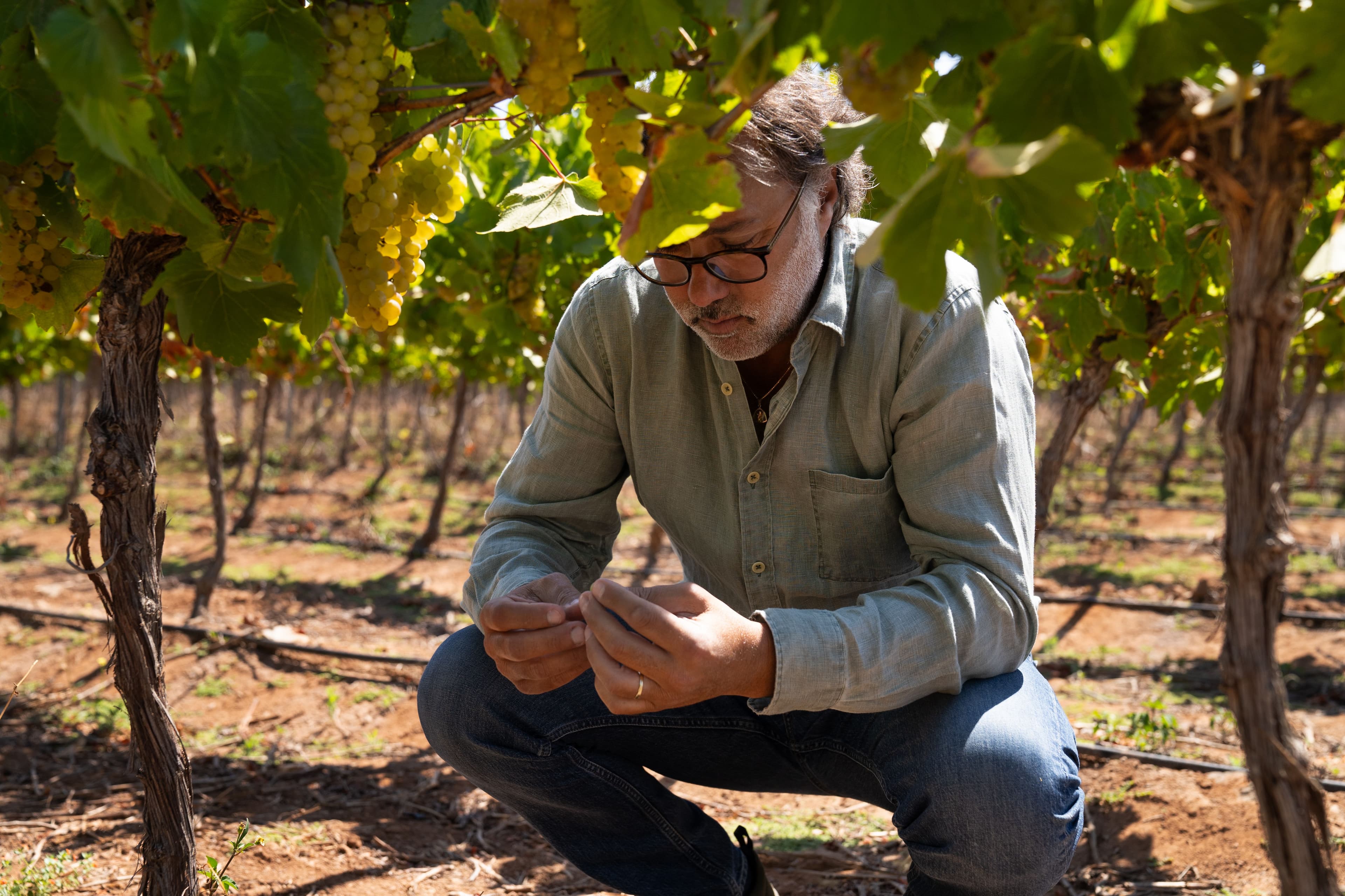 Concha y Toro cria Viña Amelia para disputar segmento premium com Chardonnay e Pinot Noir de alta gama
