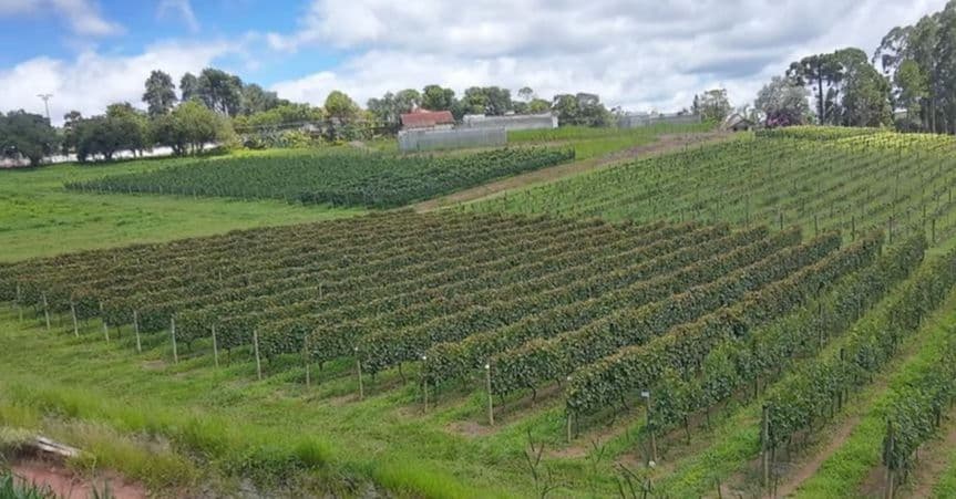 O Novo Mapa do Vinho no Brasil